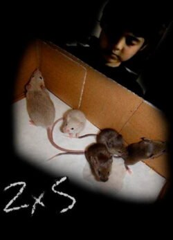 Afiche de 2X5
