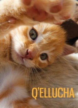 Afiche de Q’ellucha