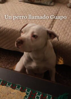 Afiche de A Dog Called Guapo